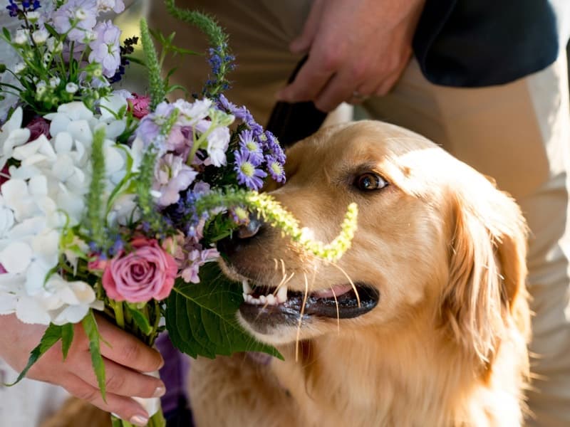 Paw Wedding Services