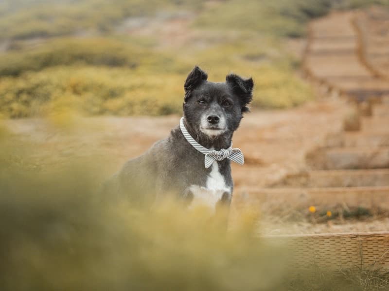 Dogs Fur Life — Weddings by Dogs Fur Life