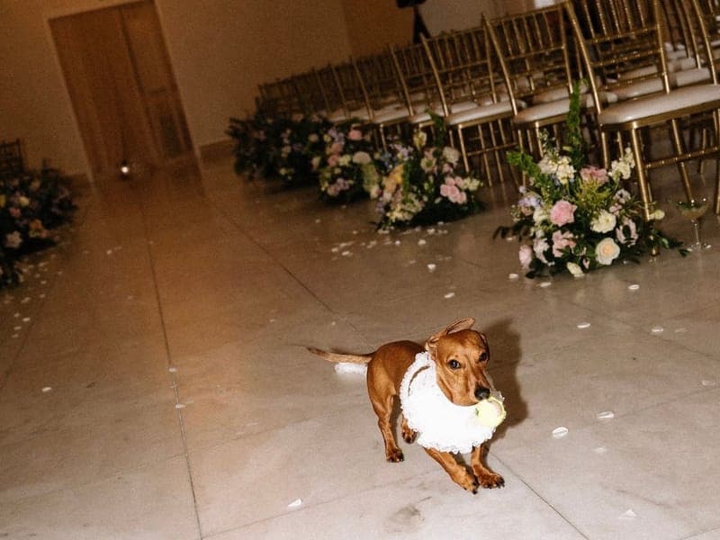 The Golden Leash Dog Walking and Pet Sitting